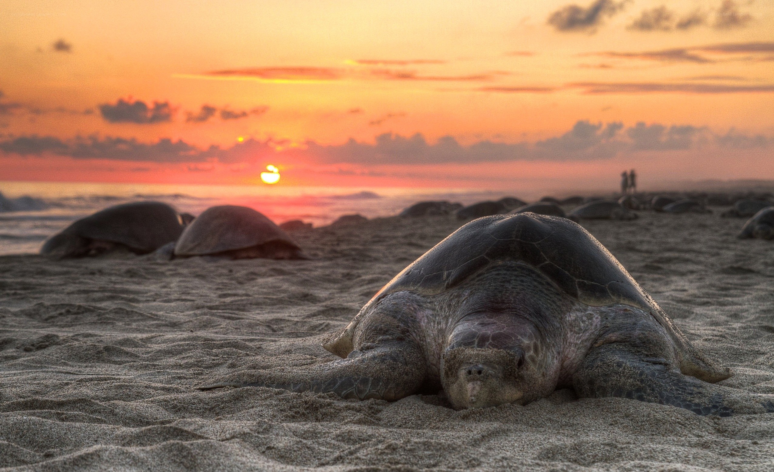 Sea turtles on beach at sunset