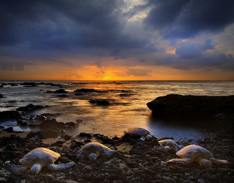 Sea Turtles on Shore