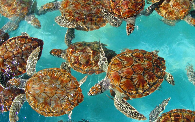 Sea Turtles Swimming — Blue, Serene