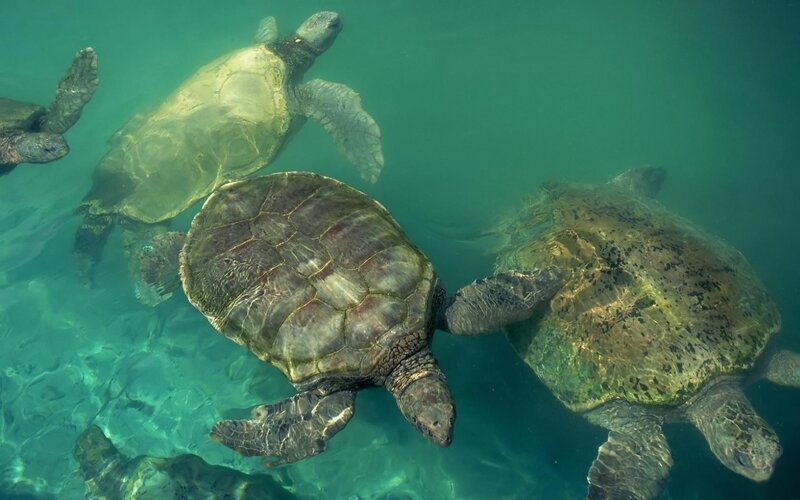 Sea Turtles Swimming — Green, Serene