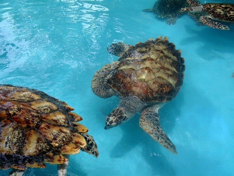 Sea turtles swimming in blue water