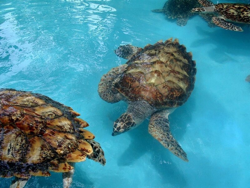 Sea turtles swimming in clear water