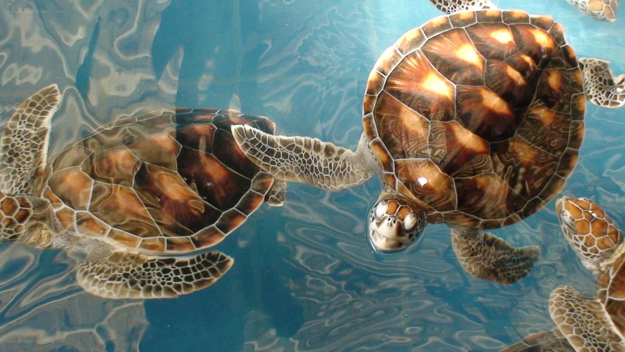 Sea turtles swimming in clear water