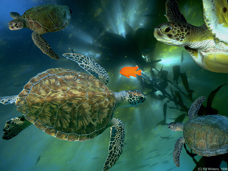 Sea Turtles Swimming