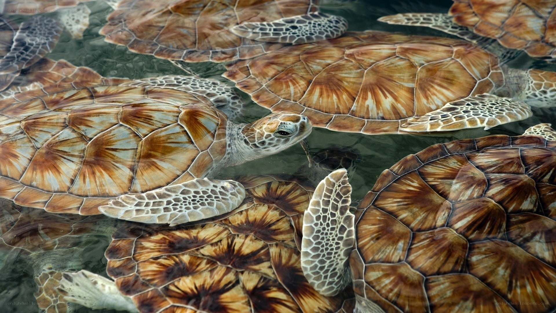 Sea turtles swimming together