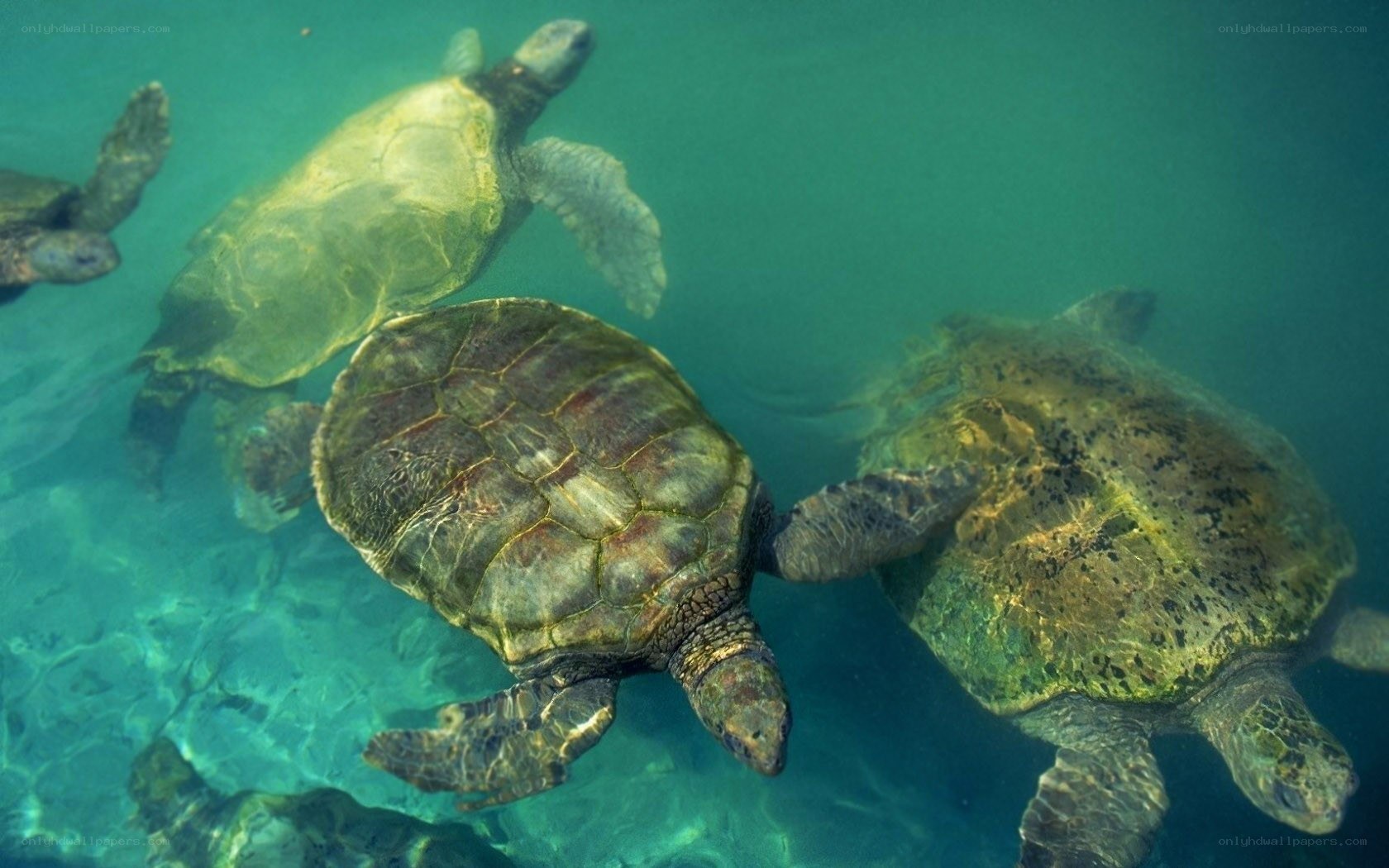Sea turtles swimming underwater