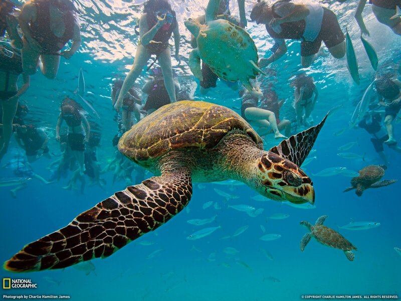 Sea turtles swimming with snorkelers