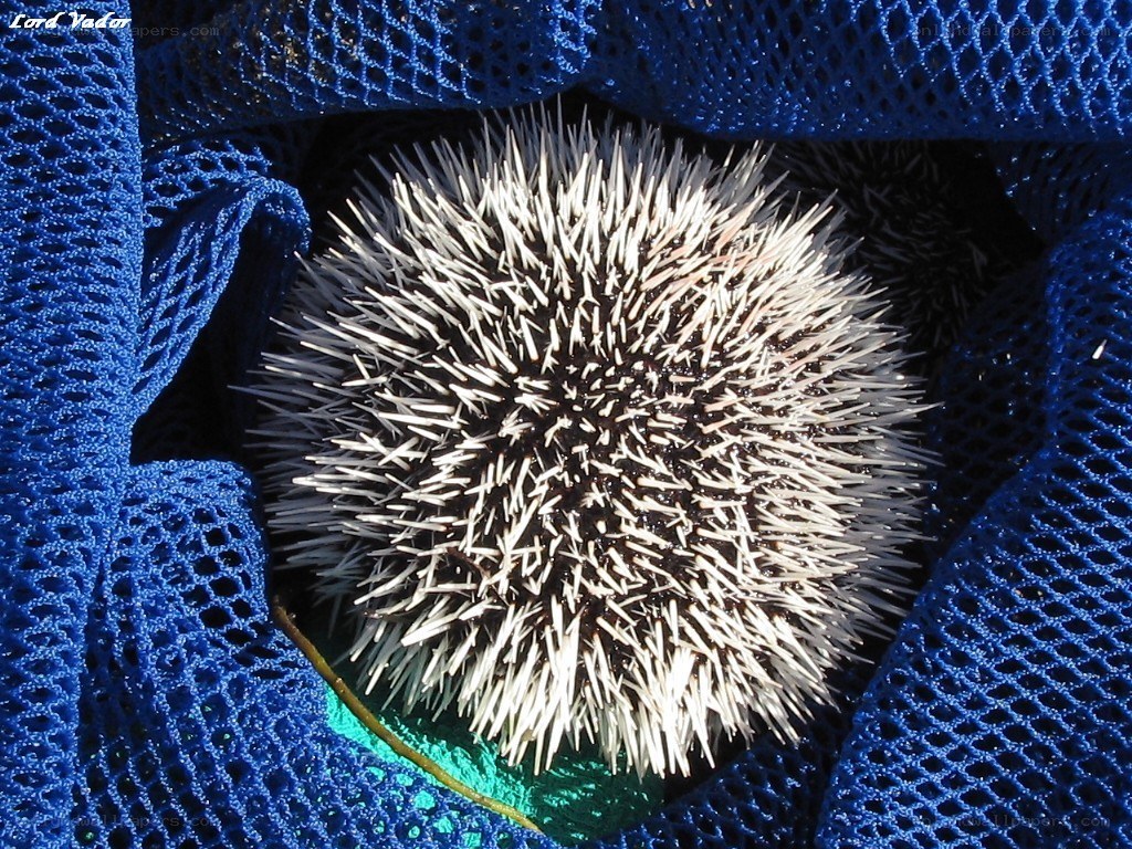 Sea urchin in blue net