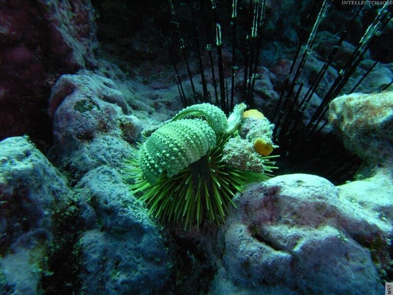 Sea urchin on coral reef