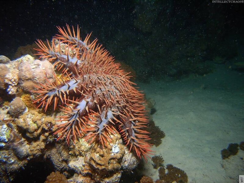 Sea urchin on coral reef