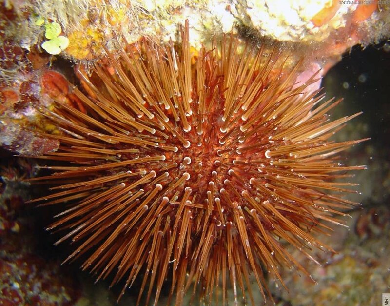 Sea urchin on coral reef