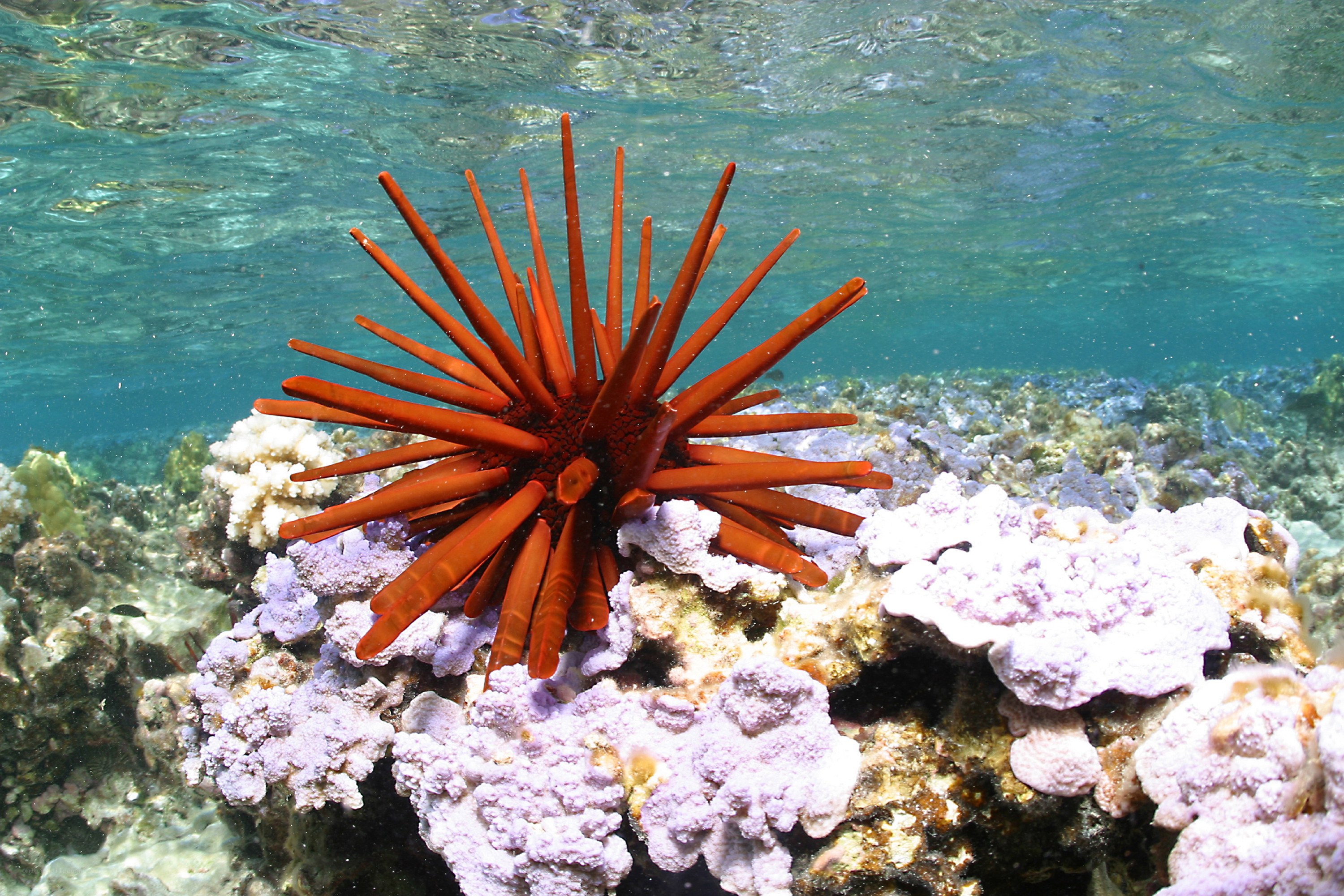 Sea urchin on coral reef