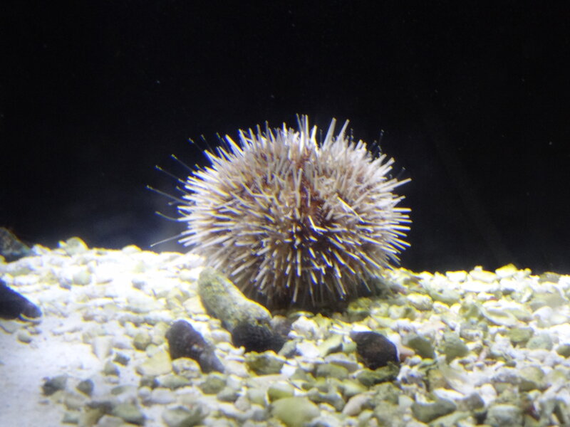 Sea Urchin on Gravel