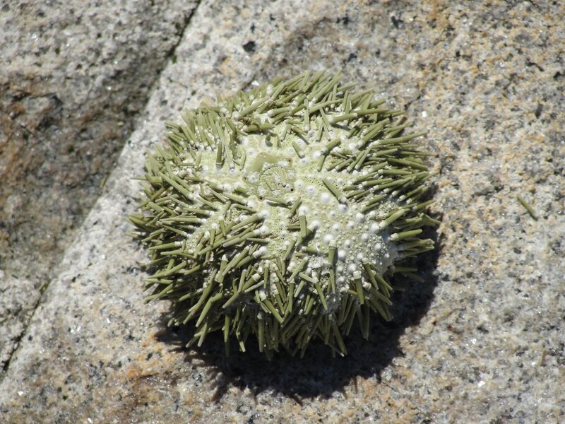 sea urchin on rock