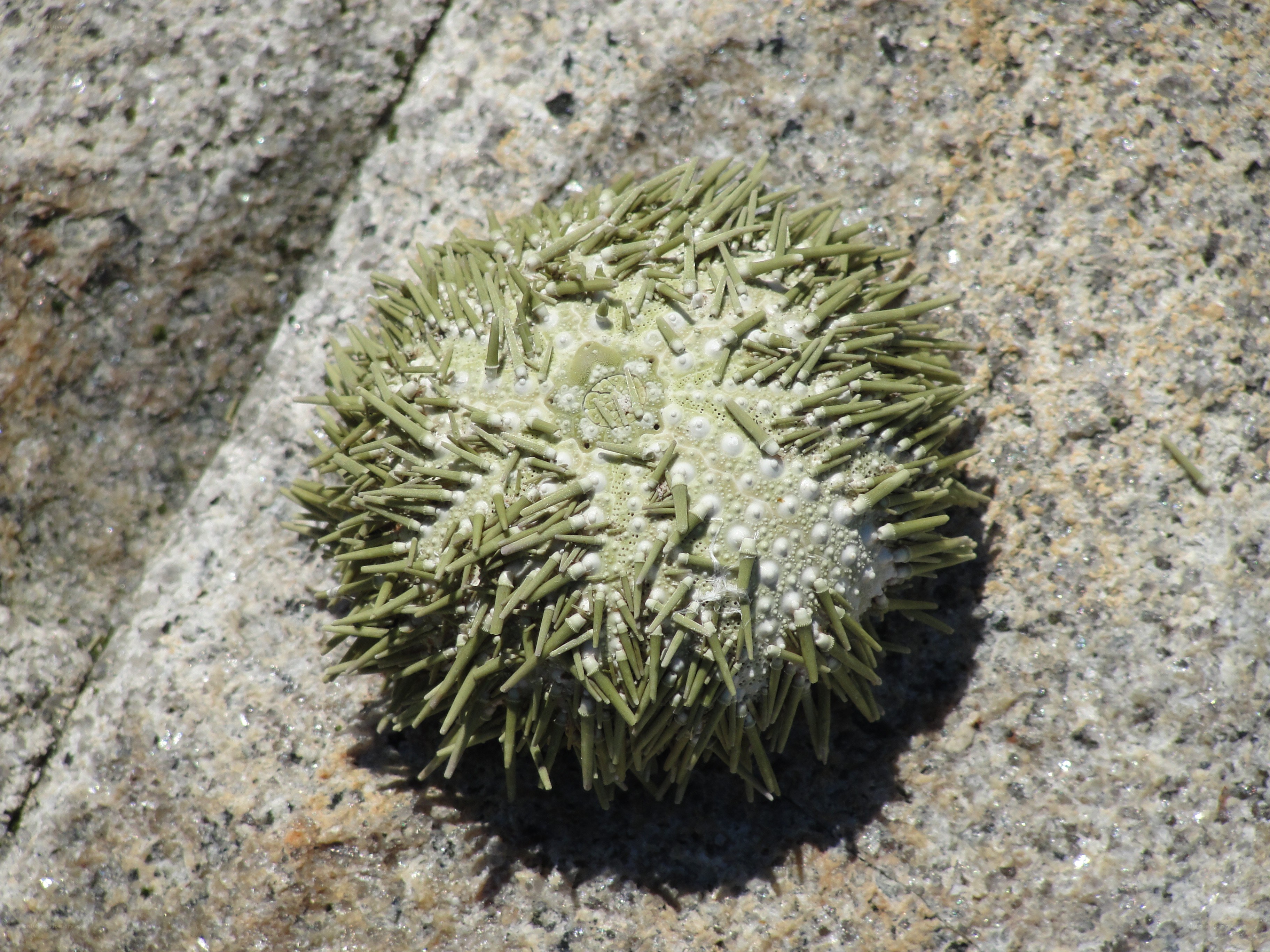 sea urchin on rock