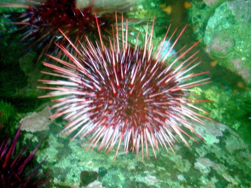 Sea urchin on rocky seabed