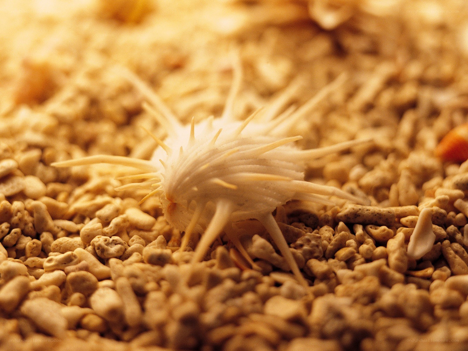 sea urchin on sandy substrate