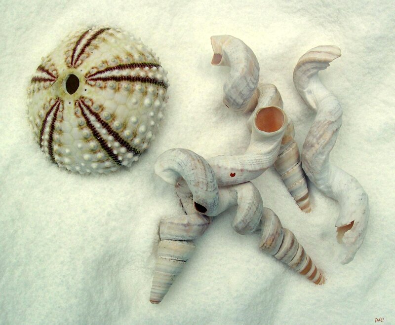 Sea Urchin Shell and Snail Shells