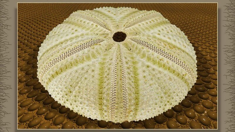 Sea Urchin Shell Close-Up