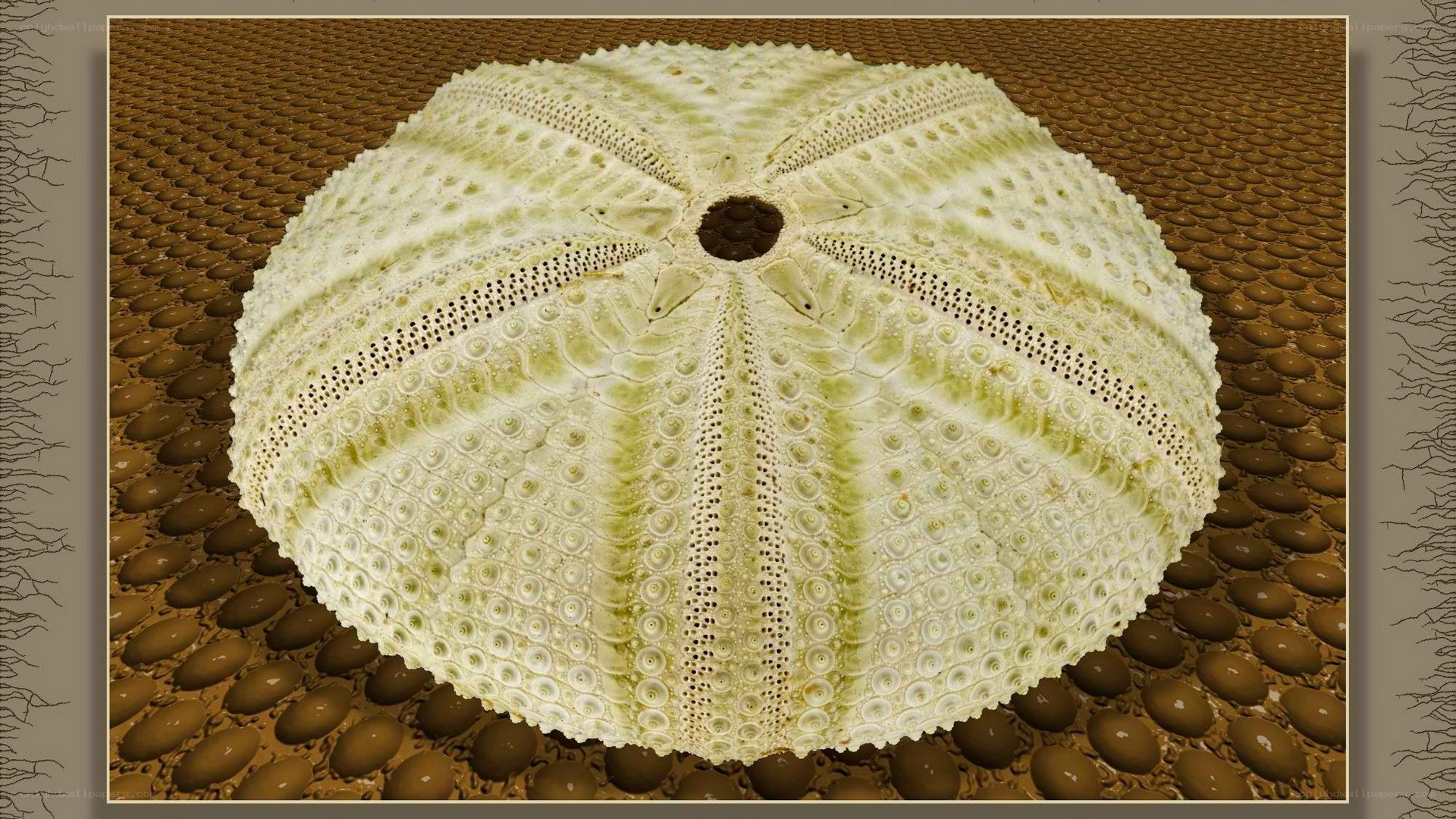 Sea Urchin Shell Close-Up