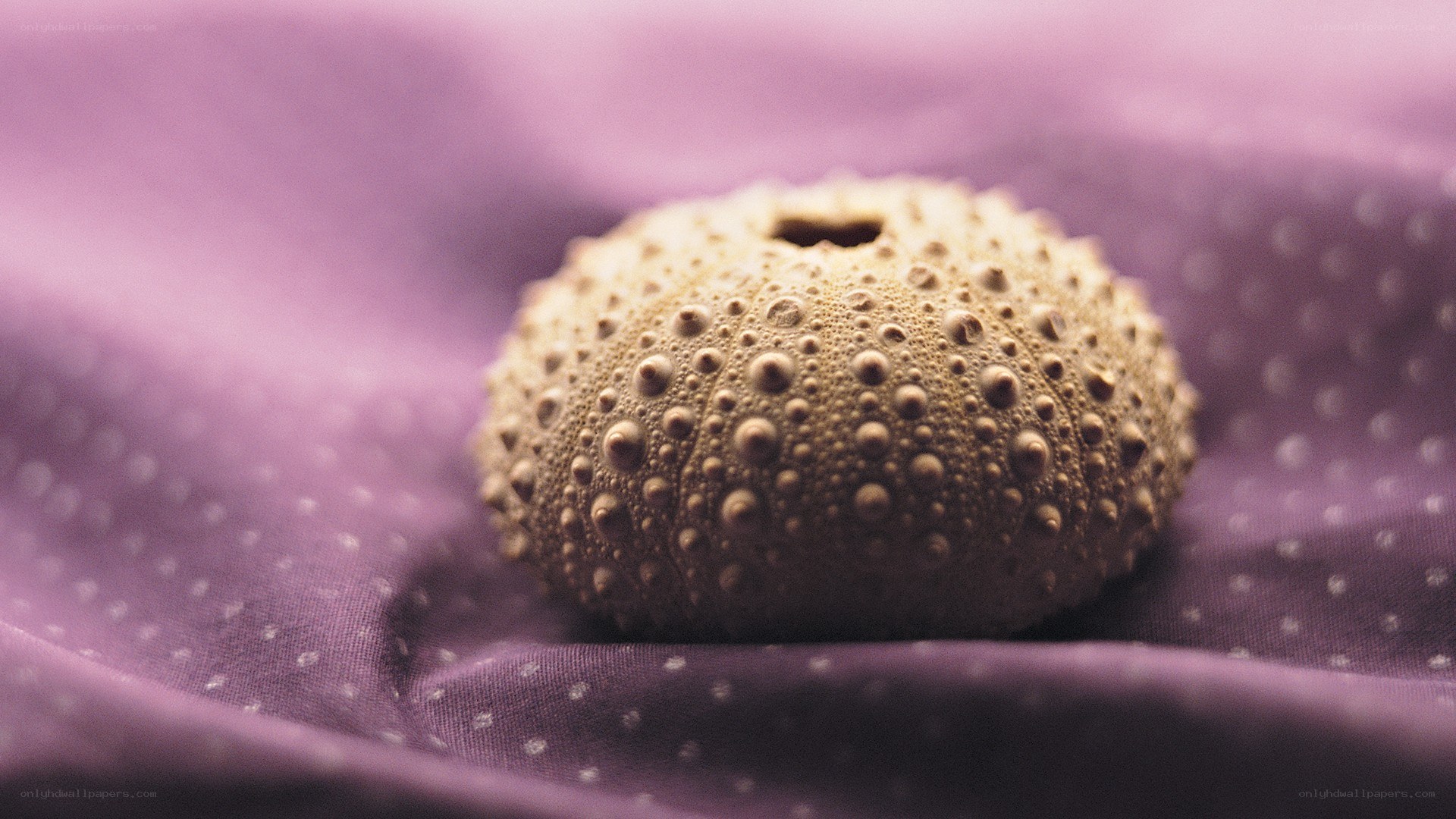 Sea urchin shell on purple fabric