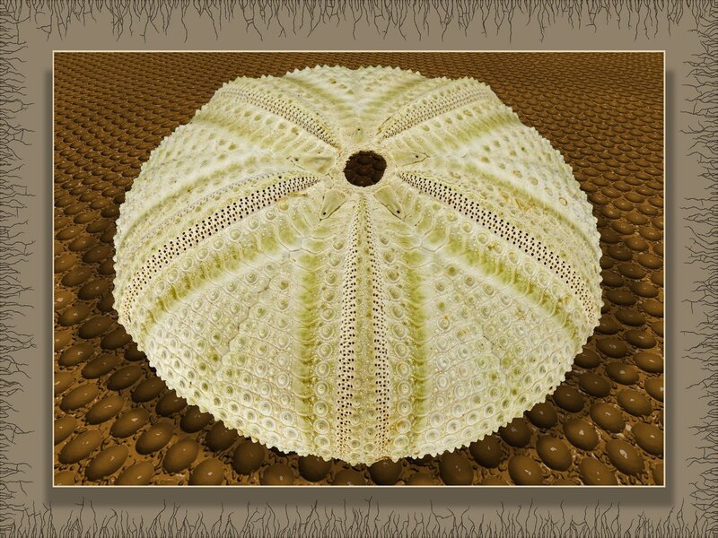 Sea Urchin Shell