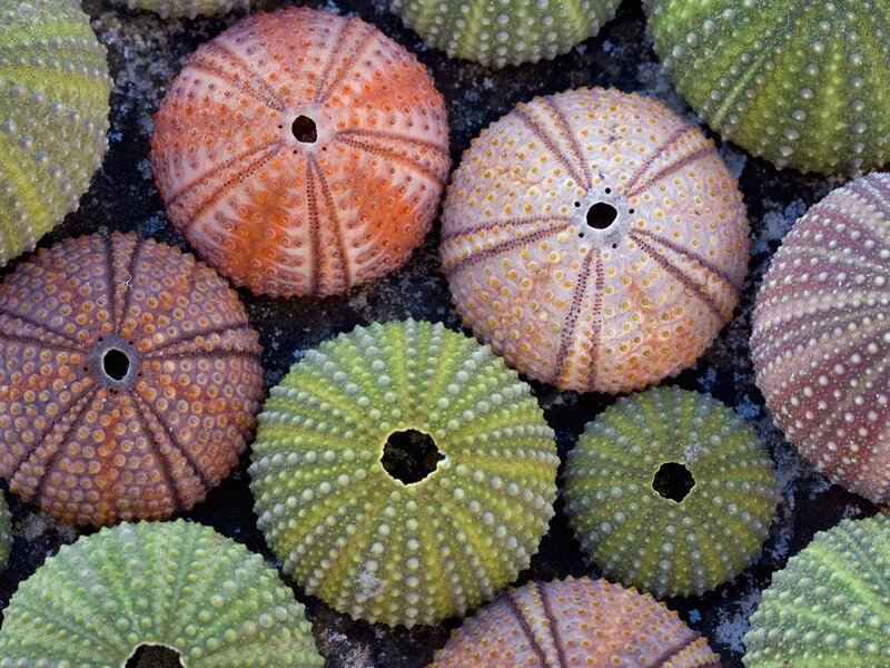 Sea Urchin Shells — Green