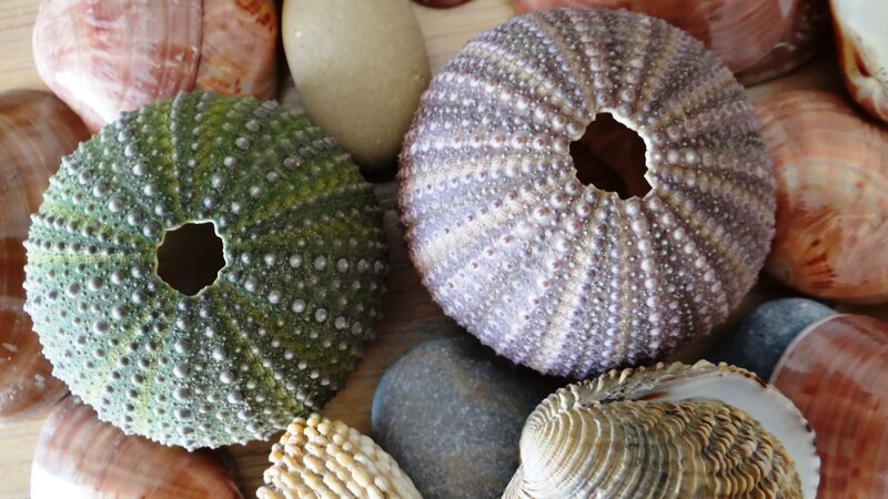Sea Urchin Shells