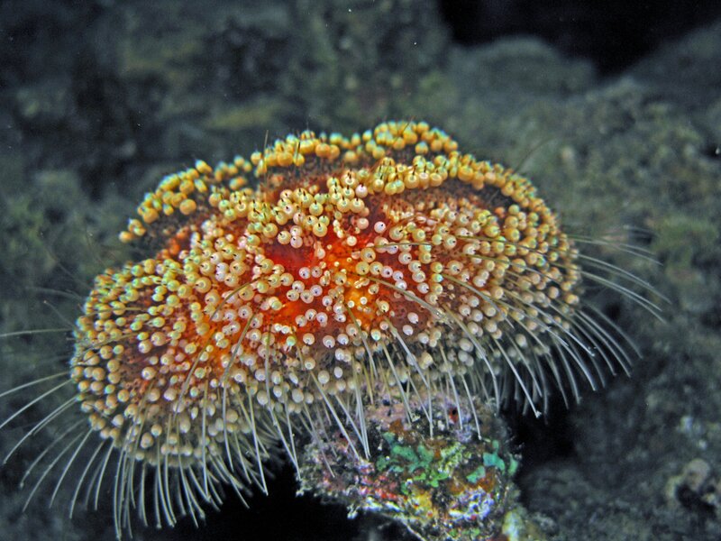 Sea urchin with eggs