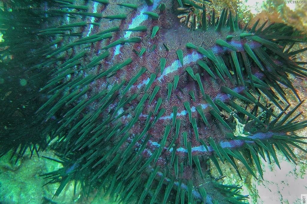 Sea urchin with green spines