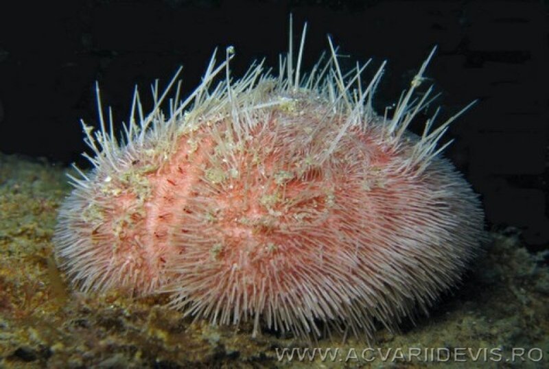 Sea urchin with spines