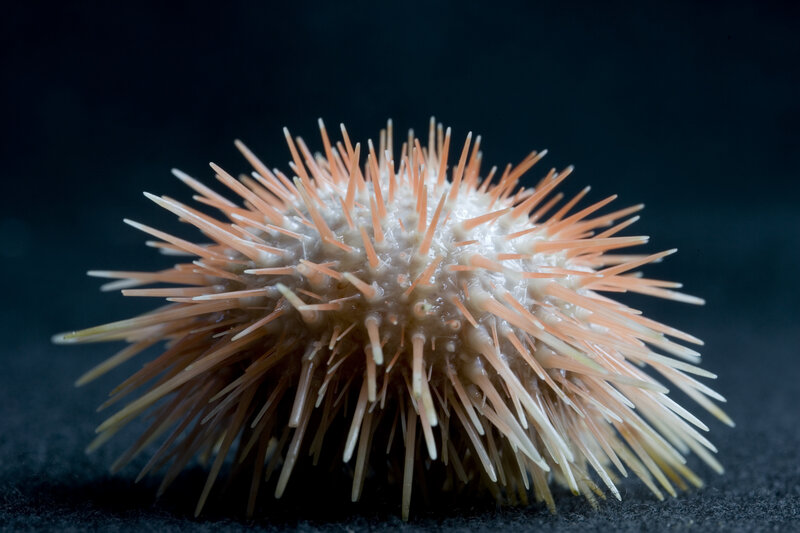 Sea urchin with spines