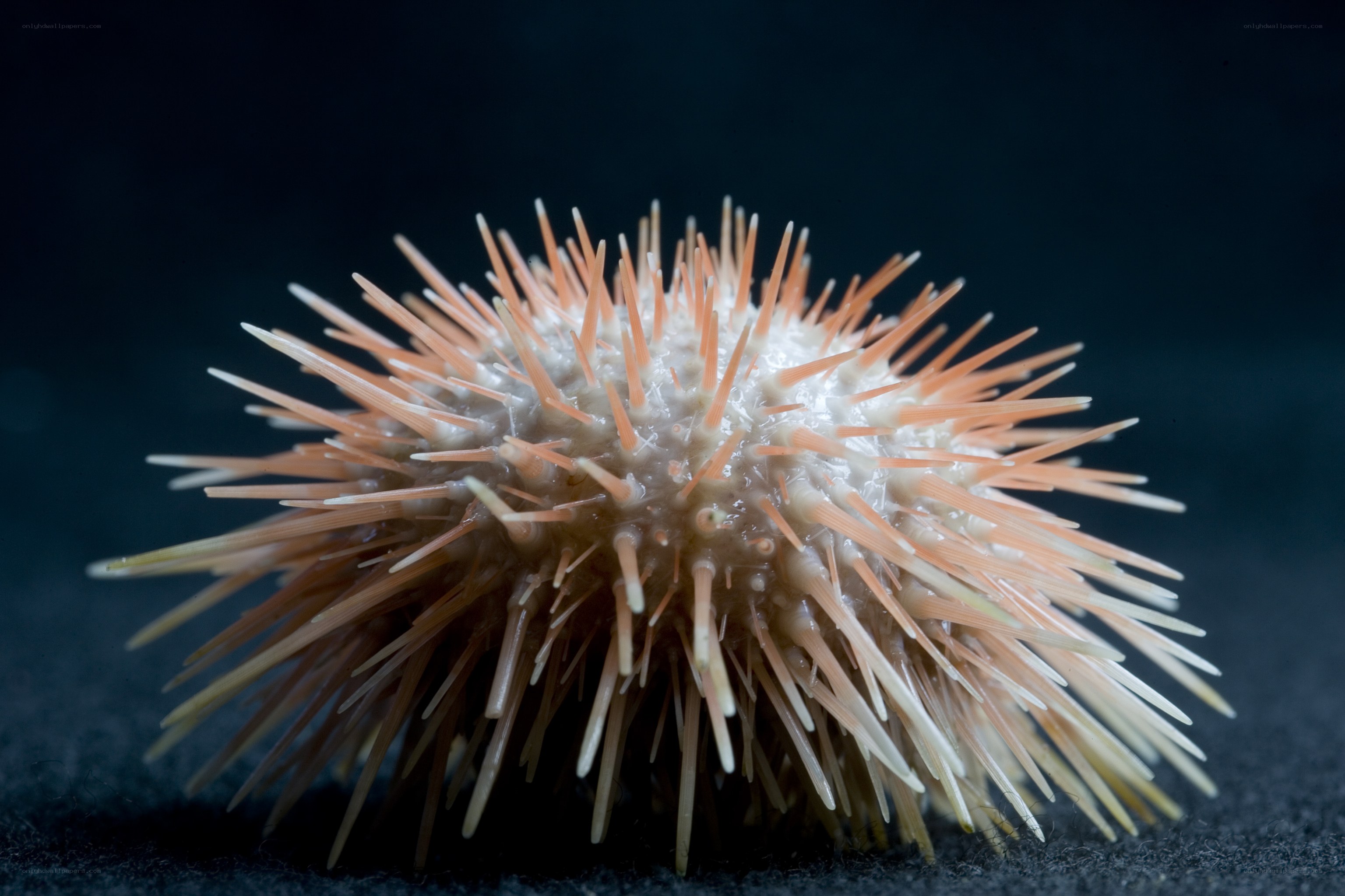 Sea urchin with spines