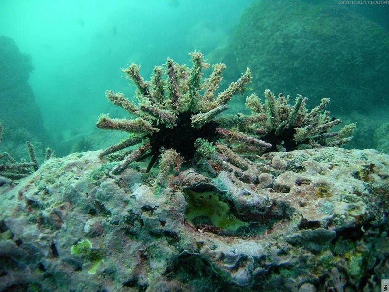 Sea urchins on a rocky reef