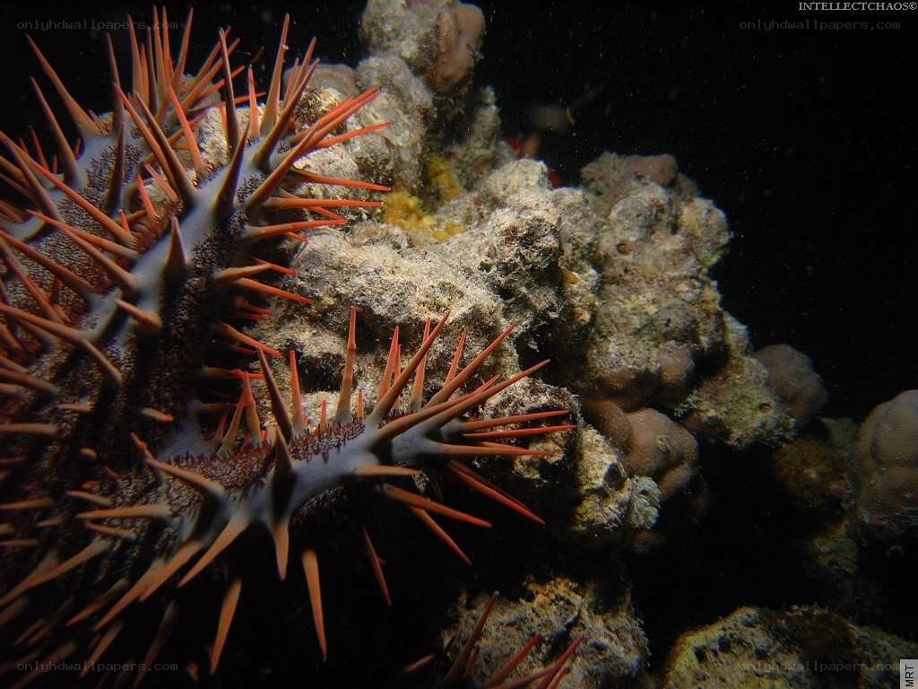 Sea urchins on coral reef