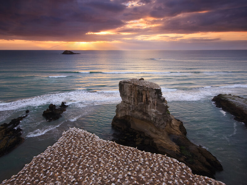 Seabird colony at sunset