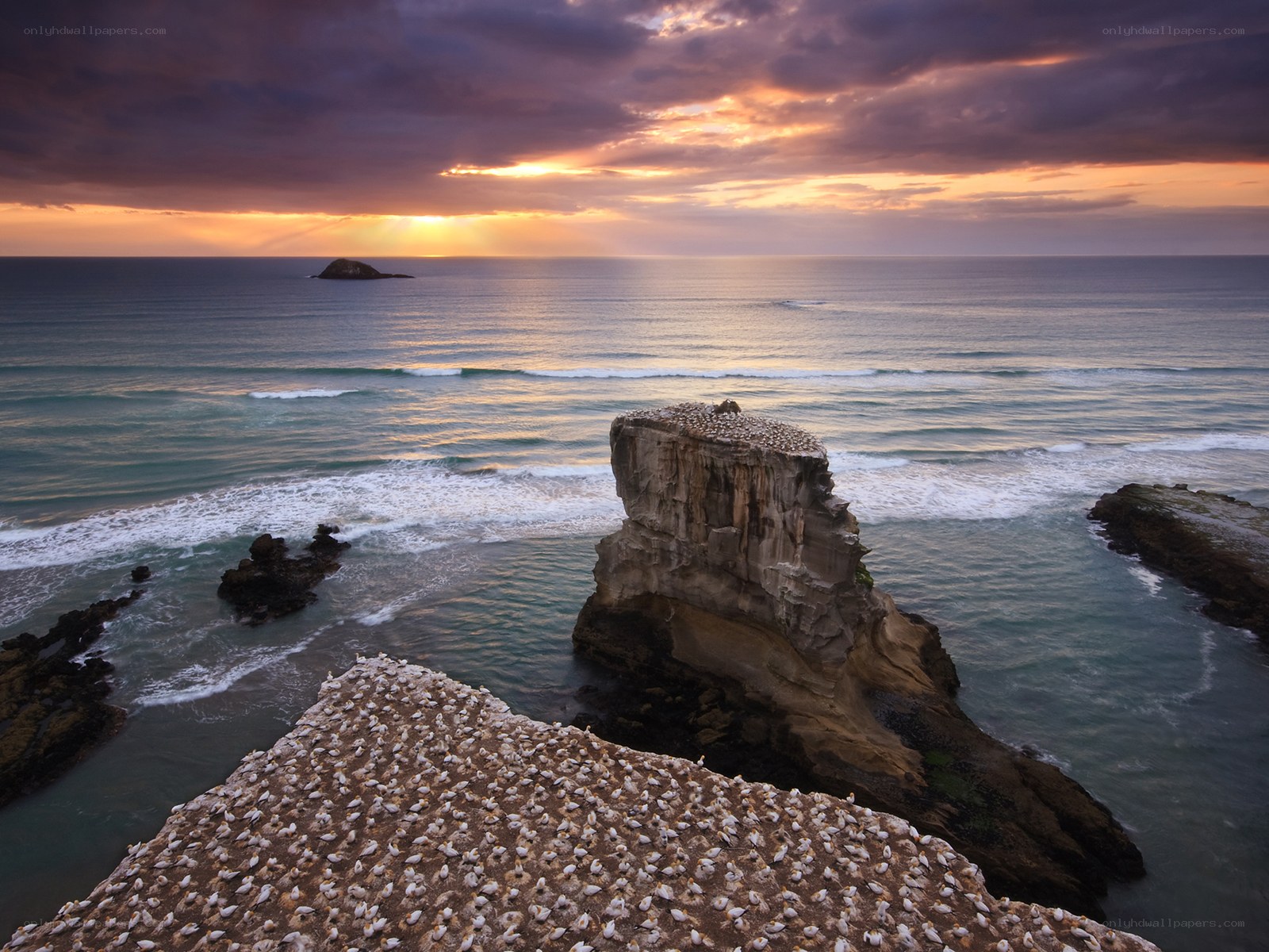 Seabird colony at sunset