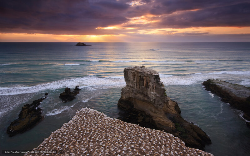 Seabird colony at sunset