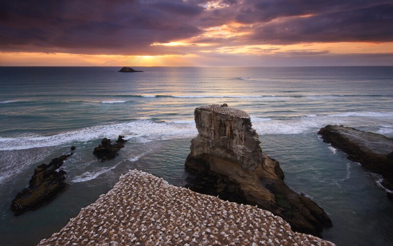 Seabird Colony on Cliffs — Purple