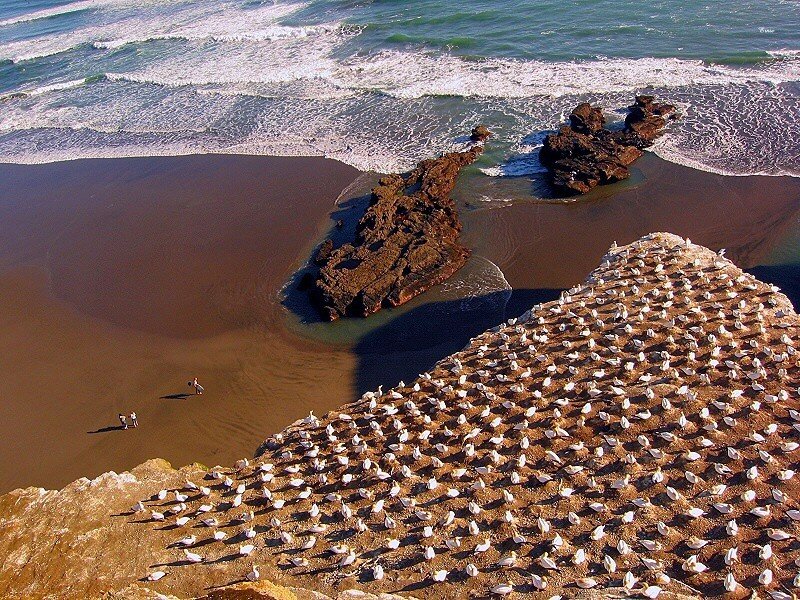 Seabird colony on rocky shore