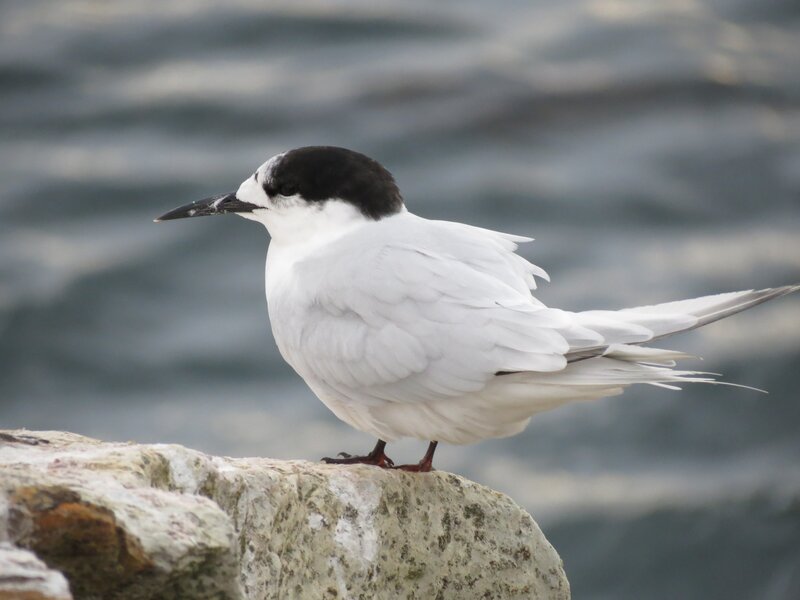 Seabird on a rock