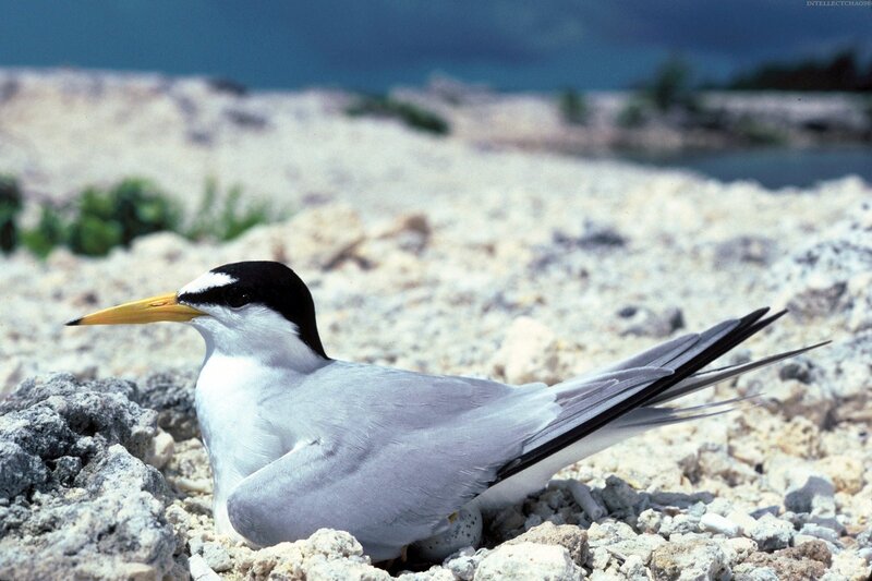 Seabird on a rocky shore