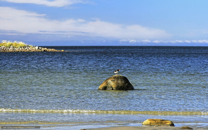 Seabird on rock in calm sea