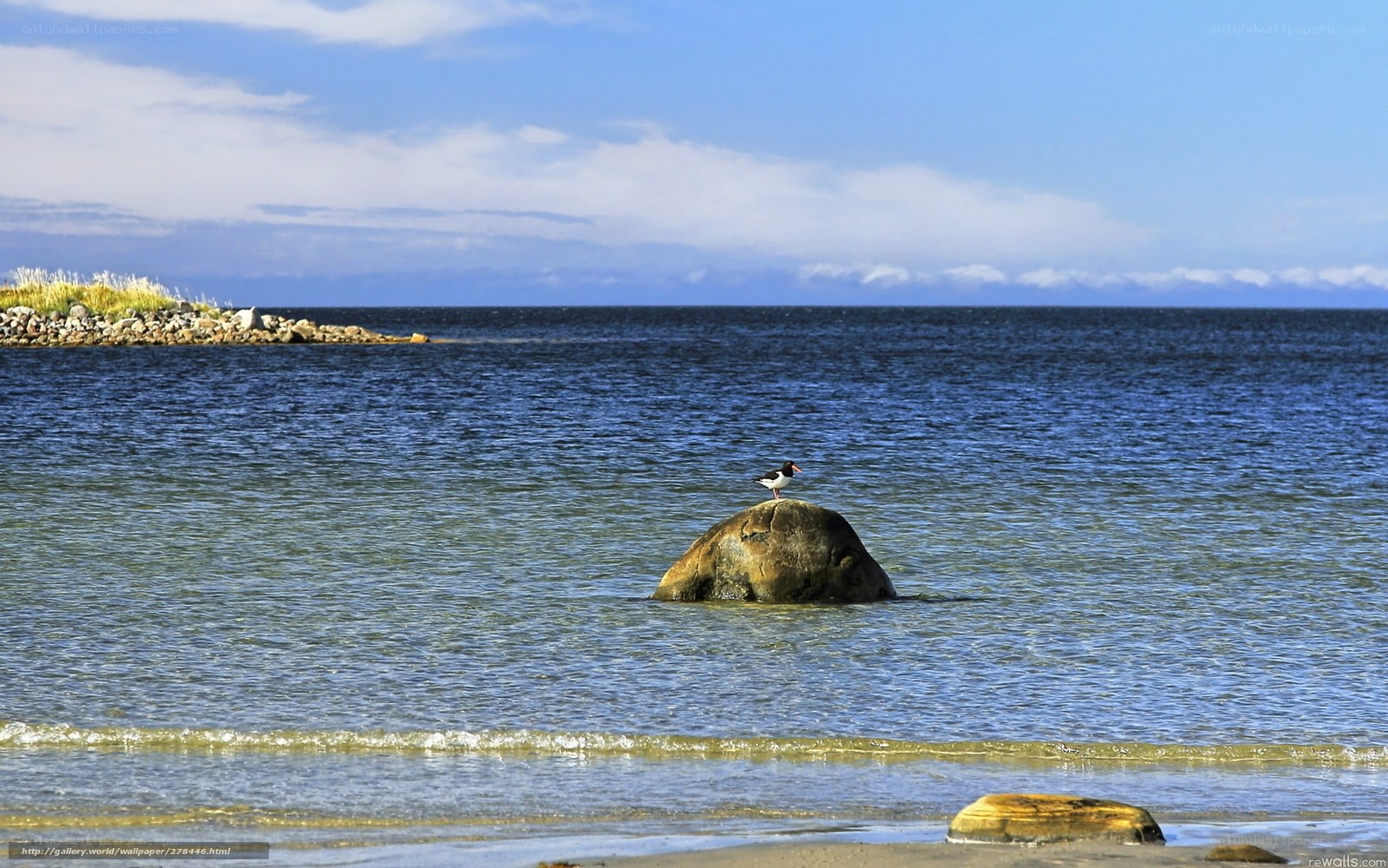 Seabird on rock in calm sea