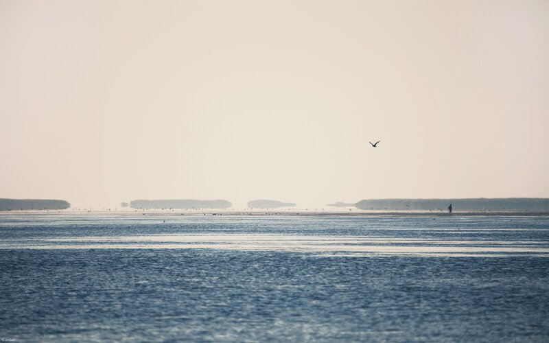 Seabird over calm sea