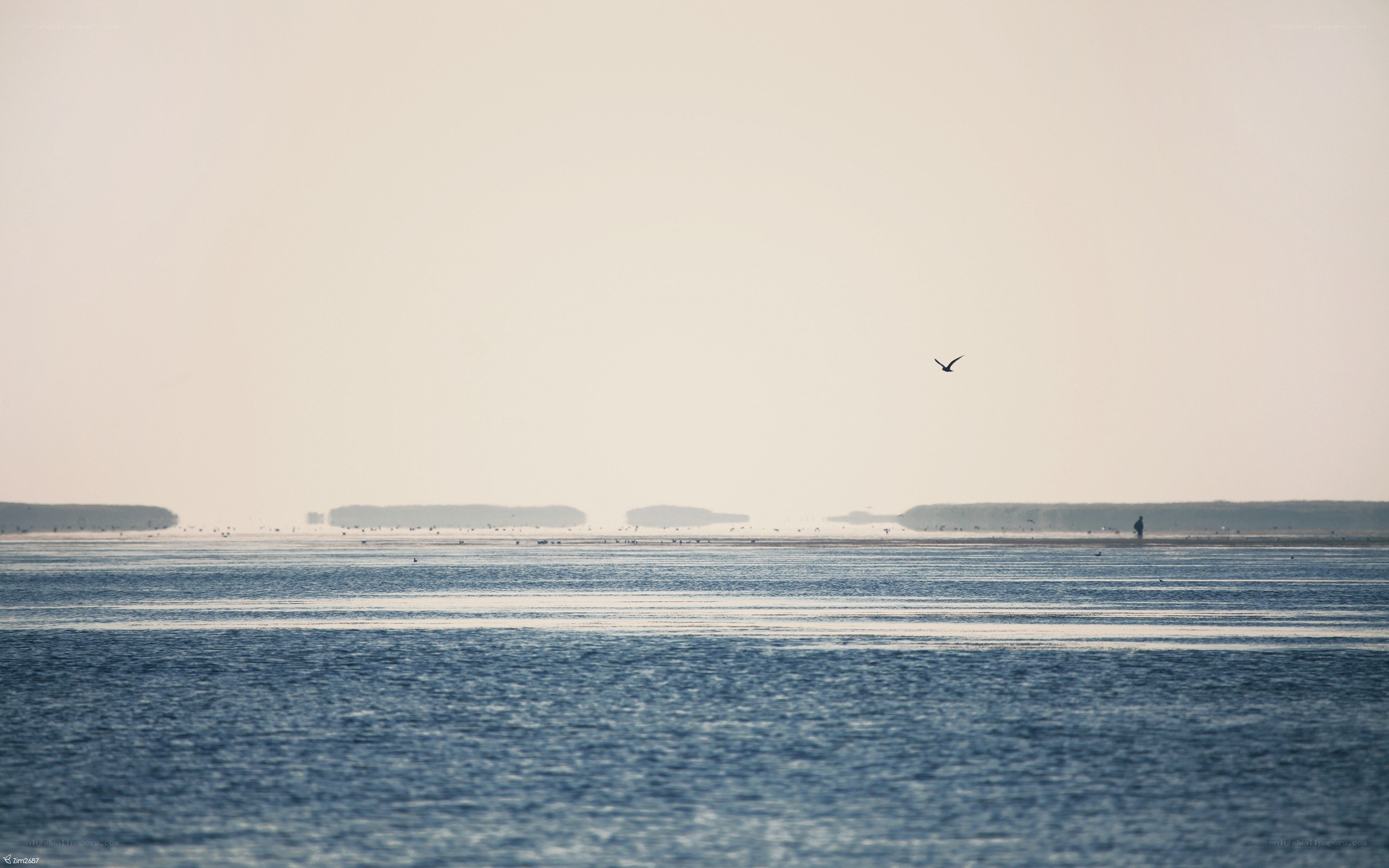 Seabird over calm sea