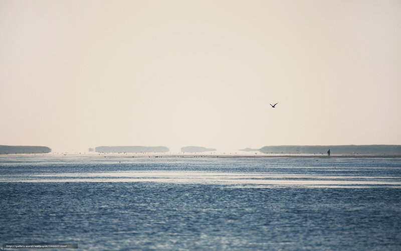 Seabird over calm sea
