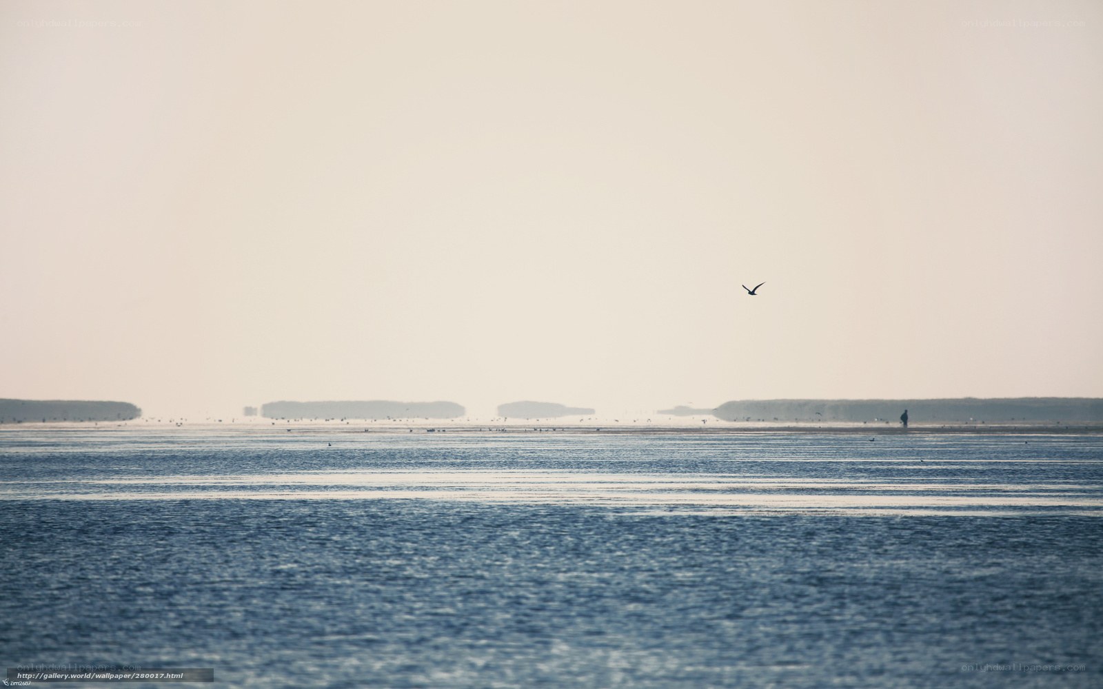 Seabird over calm sea