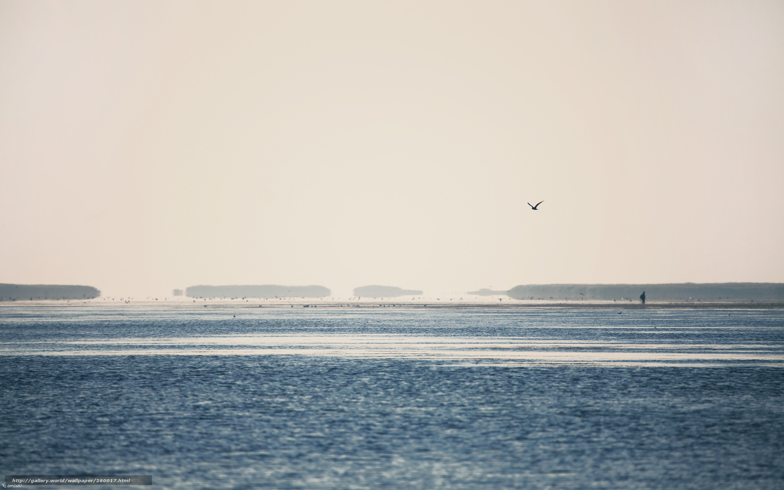 Seabird over calm sea