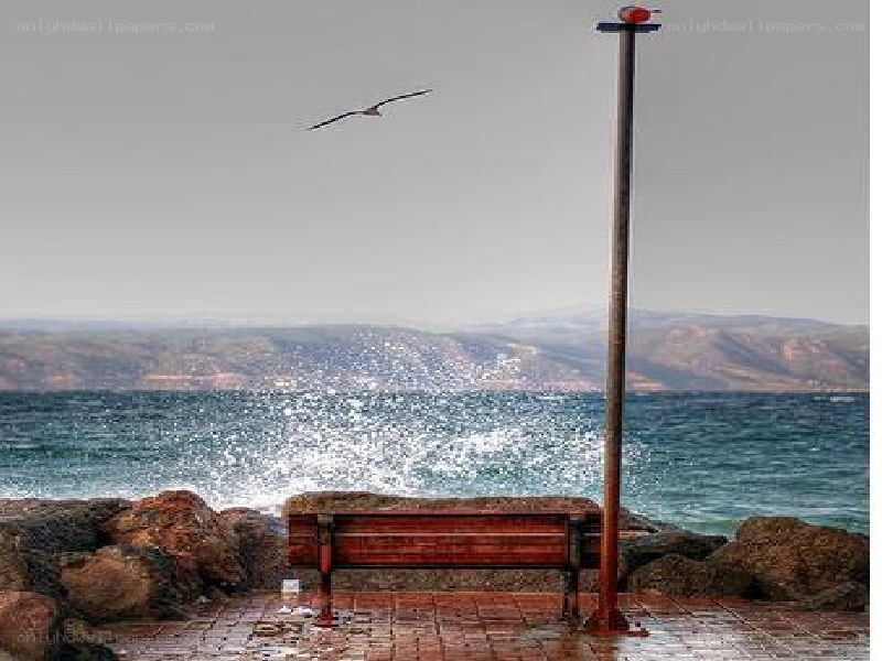 Seabird over coastal bench